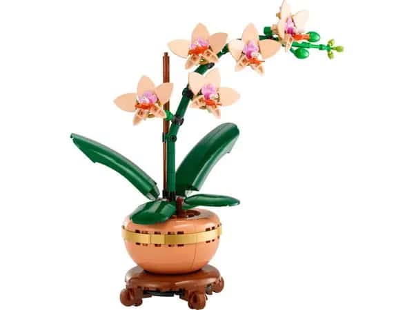 Miniorchidee